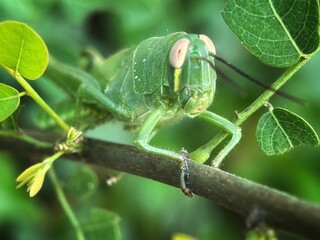 Grasshopper on the trunk with blurred background 