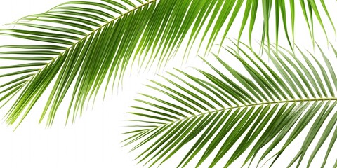 Obraz premium Close-up of green coconut palm leaves isolated on white background. Delicate, feathered, and lush foliage. Tropical plant with multiple branches and stems. Fresh and exotic flora.