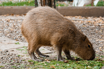 Enchanting Capybara Grazing in Serene Natural Habitat