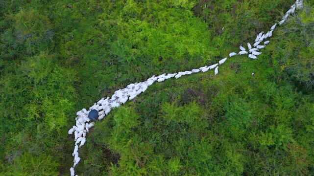 Drone view of the transhumance of flock of sheep from the Merindad de Montija to the Losa Valley. Quintanilla Sope&ntilde;a. Merindad de Montija. Las Merindades region. Burgos. Castilla y Leon, Spain, Europe