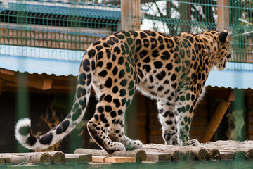 Majestic Leopard Walking Gracefully in a Zoo Enclosure