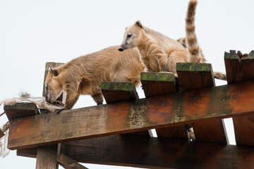 Playful Coatis Exploring a Rustic Wooden Structure Under a Soft Sky