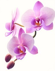 Pink Orchid Flower Close Up