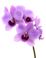 Purple Orchid Blossom