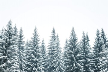 Pine trees stand tall in a winter wonderland scene. Snow-covered branches stretch towards a bright white sky. No people in sight, just serene forest landscape.