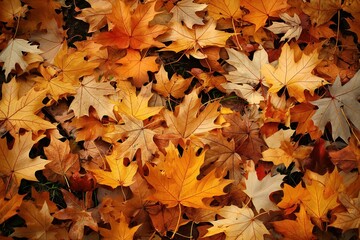 Autumn leaves on ground, dry, fallen. Many colorful leaves, botanical diversity, natural beauty. Eco-friendly environment, forest floor, foliage, tree leaves, botanical garden, nature scene, outdoor