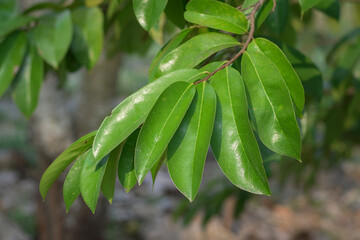 Soursop leaves are a natural ingredient in traditional alternative medicine