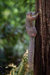 Cute gray Squirrel making eye contact