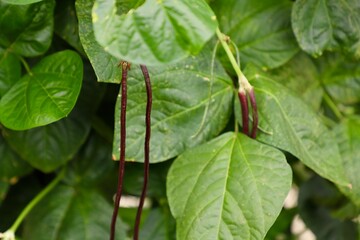 Asian long bean tree and fruit 
