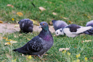 pigeons on the grass