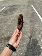 hand holding a cone