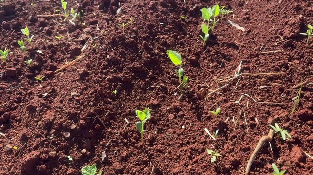plantas em crescimento em lavoura 