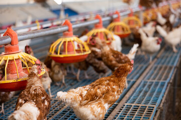Modern chicken coop farm. Indoors chicken farm, chicken feeding © JackF