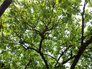 green leaves and branches of trees under the sky. nature details. tree background.
