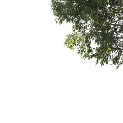 Green tree branch isolated on transparent background. green leaf tree branch png. Corner tree isolated on white background. Green leaves for corners. Tree leaves png.