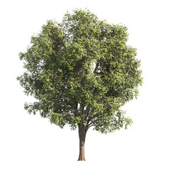 Single Tree isolated on transparent background. big old tree with green leaves stands alone on white background. Isolated tree on transparent background. side view of cutout tree. png tree.