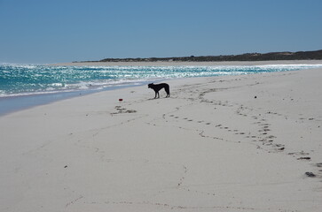 A short haired collie by the blue waters of Western Australia