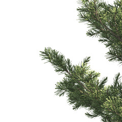 Obraz premium Pine tree branch isolated on transparent background. Conifer tree branch isolated on transparent background. Spruce Corner tree isolated on transparent background. Fir leaves for corner Png.