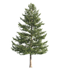 pine tree isolated on transparent background. single Conifer tree isolated on transparent background. Fir tree isolated on transparent background. transparent Spruce tree png. side view pine tree png.