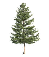 pine tree isolated on transparent background. single Conifer tree isolated on transparent...