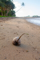 Coconut sprouting on the beach, Fiji
