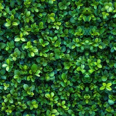 Dense wall of tiny leaves, arranged to create a seamless surface, vibrant greens and intricate textures, perfect for tranquil designs.