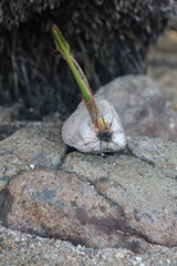 Coconut sprouting on the beach, Fiji