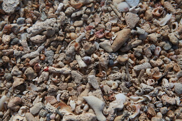 Beach sand crushed seashell background texture, colorful beautiful shell and coral fragments, Fiji