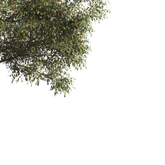 Obraz premium Green tree branch isolated on transparent background. green leaf tree branch png. Corner tree isolated on white background. Green leaves for corners. Tree leaves png.