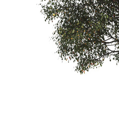 Green tree branch isolated on  transparent background. green leaf tree branch png. Corner tree isolated on white background. Green leaves for corners. Tree leaves png.