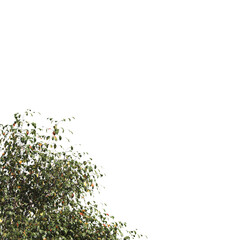 Green tree branch isolated on  transparent background. green leaf tree branch png. Corner tree isolated on white background. Green leaves for corners. Tree leaves png.