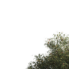 Green tree branch isolated on  transparent background. green leaf tree branch png. Corner tree isolated on white background. Green leaves for corners. Tree leaves png.