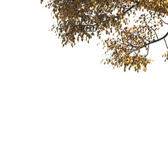 Autumn tree branch isolated on transparent background. Autumn tree branch isolated on white background. Autumn Corner tree isolated on white background. transparent png leaves for corner.