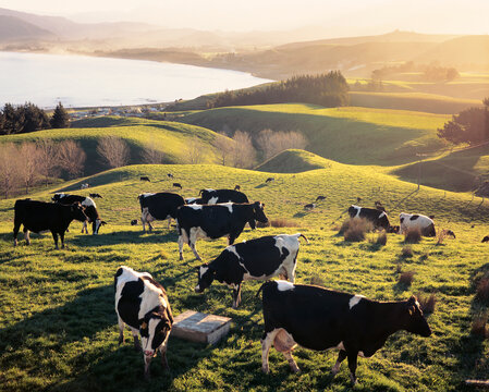 South Bay Cows