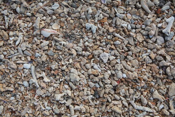 Beach sand crushed seashell background texture, colorful beautiful shell and coral fragments, Fiji