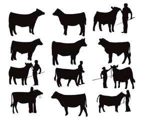 Print Show Heifer Silhouette: show heifer EPS: Livestock , Farm Animal EPS File, Show Heifer, Show Steer Bundle, Show Cattle 
