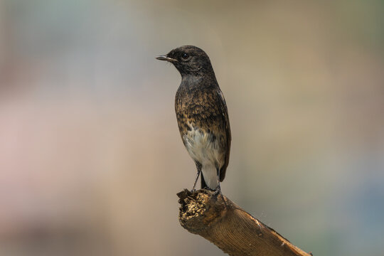Pied Buch Chat (Saxicola caprata) perched clear background shot. The pied bush chat is a small passerine bird.