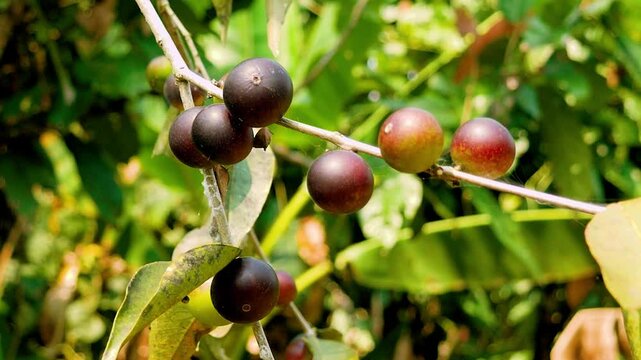 FRUTOS EN LA PLANTA DE CAMU CAMU (Myrciaria dubia)
