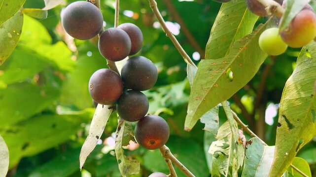 CAMU CAMU (Myrciaria dubia), PRIMER PANO DE FRUTOS EN EL ARBOL 