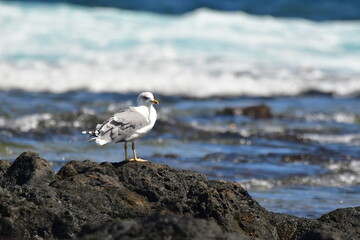 GAVIOTA PATIAMARILLA