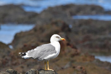 GAVIOTA PATIAMARILLA