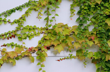 ivy on a wall