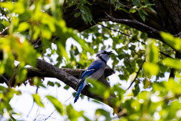 Blue Jay Sings