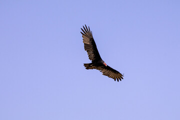 Obraz premium Turkey Vulture Soar