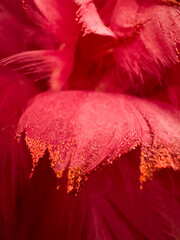 close up of feather and glitter , red petals.