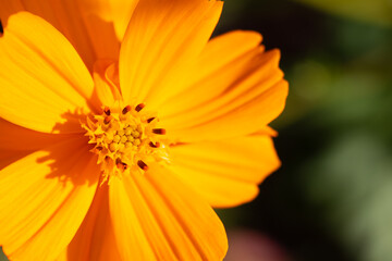 Autumn flower, COSMOS