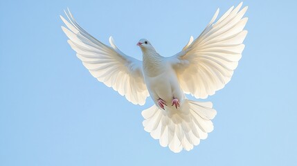 Fototapeta premium A white dove gracefully flying against a clear blue sky, symbolizing peace and freedom.