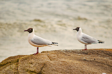 Una pareja de gaviotas cabecinegras (Ichthyaetus ichthyaetus) en una roca junto al mar