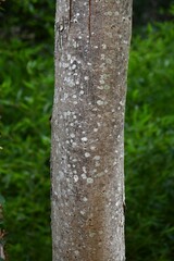 Chinese golden-rain tree fruits. Spindaceae deciduous tree. Butterfly-shaped yellow flowers bloom in summer and produce follicles in autumn.