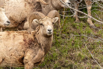 Wild bighorn sheep (Ovis canadensis) seen in Banff National Park during summer time with blurred, grey sky background. Wilderness with animals in Canadian rocky mountains. 